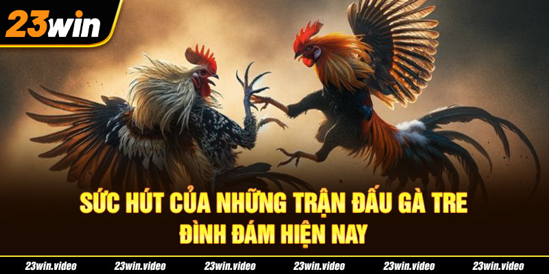 Sức hút của những trận đấu gà tre đình đám hiện nay